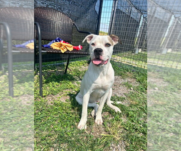 Medium Photo #1 Mutt Puppy For Sale in Abbeville, LA, USA