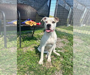Mutt Dogs for adoption in Abbeville, LA, USA