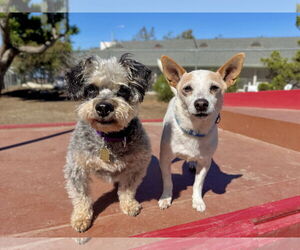 Mutt Dogs for adoption in Seal Beach, CA, USA