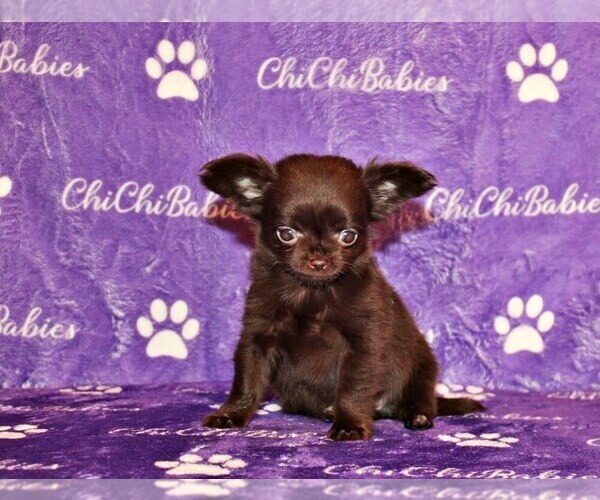 Medium Photo #2 Chihuahua Puppy For Sale in CHARLESTON, AR, USA