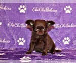 Small #1 Chihuahua