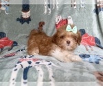 Small #3 Lhasa Apso