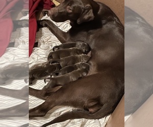 Mother of the Labrador Retriever puppies born on 02/01/2024
