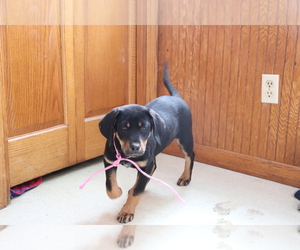 Bluetick Coonhound-Labrador Retriever Mix Puppy for sale in SHILOH, OH, USA