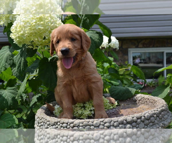 Medium Photo #5 Golden Retriever Puppy For Sale in GREENWOOD, WI, USA