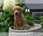 Small Photo #12 Golden Retriever Puppy For Sale in GREENWOOD, WI, USA