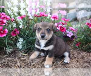 Norwegian Elkhound-Unknown Mix Puppy for sale in SHILOH, OH, USA