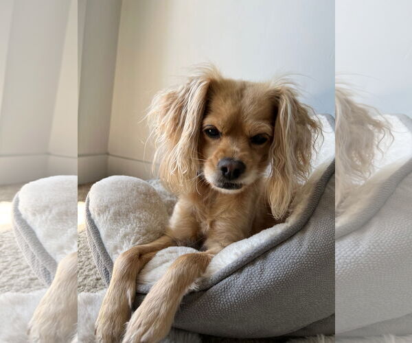Medium Photo #4 Cavalier King Charles Spaniel-Unknown Mix Puppy For Sale in Miami, FL, USA
