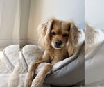 Small #3 Cavalier King Charles Spaniel Mix