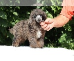 Small #20 Poodle (Miniature)