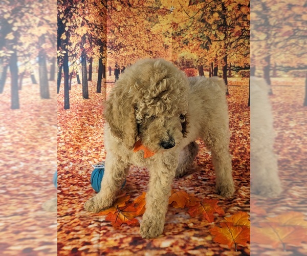 Medium Photo #4 Poodle (Standard) Puppy For Sale in ROCKY MOUNT, VA, USA