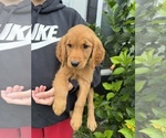 Small Photo #2 Golden Retriever Puppy For Sale in CHAMPIONS GATE, FL, USA