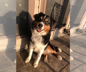 Father of the Australian Shepherd-Great Pyrenees Mix puppies born on 11/22/2024