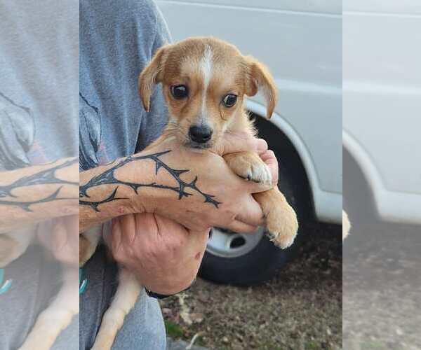 Medium Photo #4 ShiChi Puppy For Sale in Royal Palm Beach, FL, USA