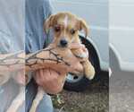 Small #3 ShiChi