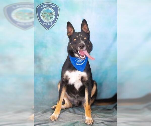 Medium Photo #1 German Shepherd Dog Puppy For Sale in Lathrop, CA, USA