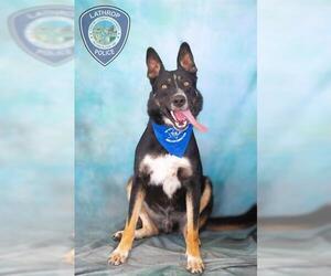 German Shepherd Dog Dogs for adoption in Lathrop, CA, USA