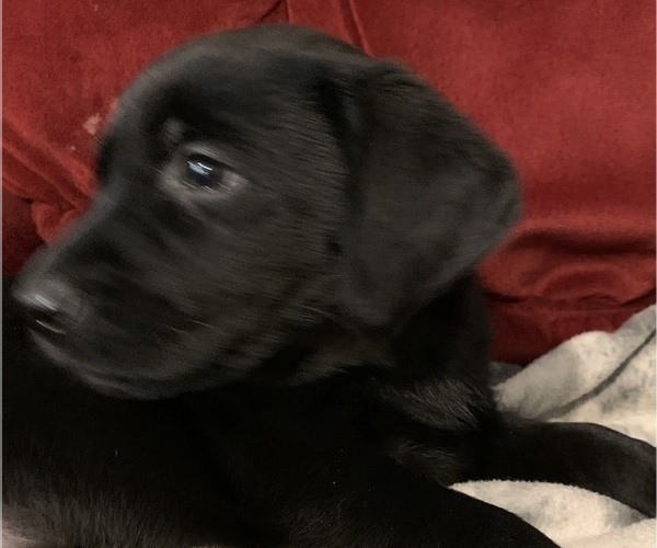 Medium Photo #10 Labrador Retriever Puppy For Sale in SPOTSYLVANIA, VA, USA