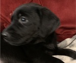 Small Photo #10 Labrador Retriever Puppy For Sale in SPOTSYLVANIA, VA, USA