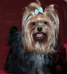 Yorkshire Terrier Puppy for sale in BATTLE GROUND, WA, USA