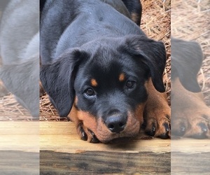 Rottweiler Puppy for sale in SMYRNA, GA, USA