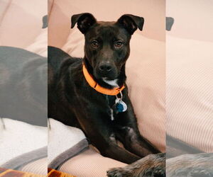 Mutt Dogs for adoption in Oakhurst, NJ, USA