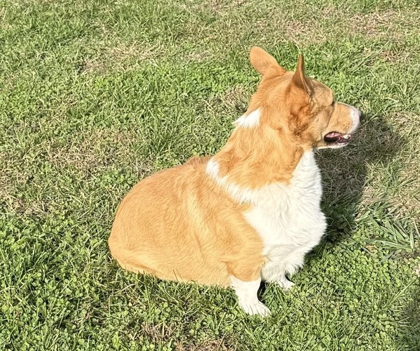 Medium Photo #2 Pembroke Welsh Corgi Puppy For Sale in MANSFIELD, MO, USA
