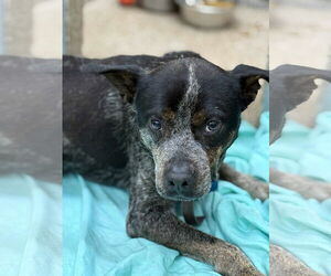 Mutt Dogs for adoption in Martinsburg, WV, USA