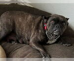 Small #3 Faux Frenchbo Bulldog