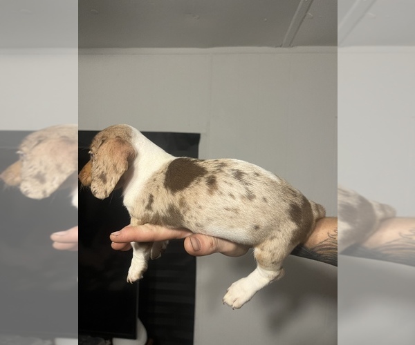 Medium Photo #4 Dachshund Puppy For Sale in ROCK HILL, SC, USA