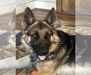 Teddy Bear - Male German Shepherd Dog Dog for Adoption - Photo #4