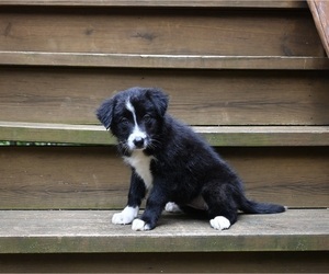 Border Collie Puppy for sale in WARSAW, OH, USA