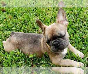 French Bulldog Puppy for sale in TAMPA, FL, USA