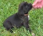 Small Cane Corso