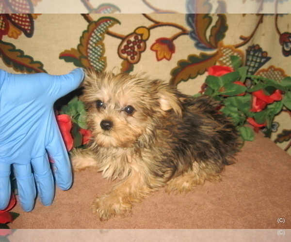 Medium Photo #1 Yorkshire Terrier Puppy For Sale in BAKERSFIELD, CA, USA
