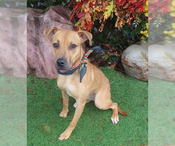 Medium Photo #1 Black Mouth Cur-Unknown Mix Puppy For Sale in Oklahoma City, OK, USA