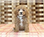JJ - Male Bernedoodle (Miniature)-Cavapoo (Miniature) Mix Puppy for Sale - Photo #3