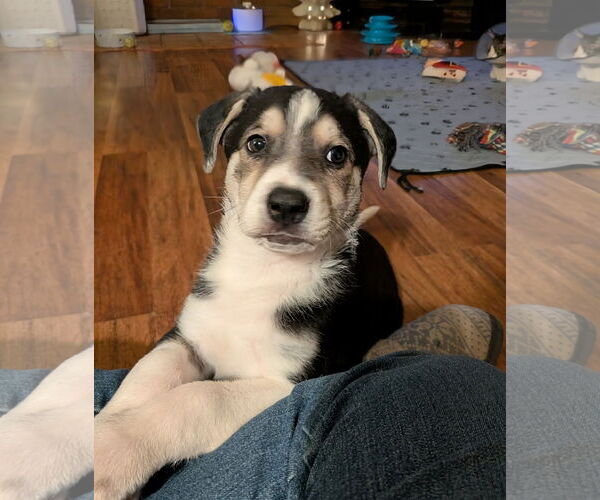 Medium Photo #6 Siberian Husky-Unknown Mix Puppy For Sale in Plainfield, IL, USA