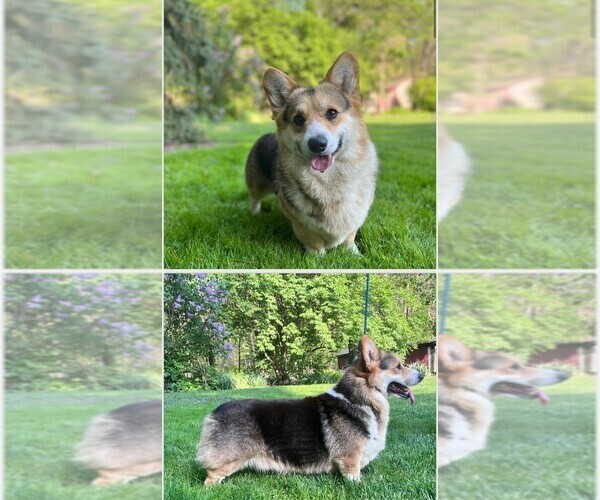 Medium Photo #1 Pembroke Welsh Corgi Puppy For Sale in COATESVILLE, PA, USA