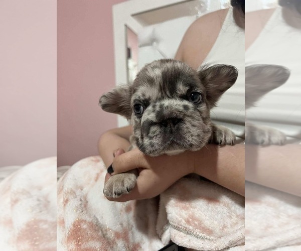 Medium Photo #8 French Bulldog Puppy For Sale in SAN DIEGO, CA, USA