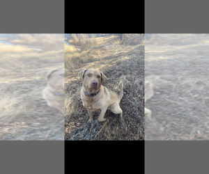 Father of the Chesapeake Bay Retriever puppies born on 09/19/2026