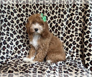 Cock-A-Poo Puppy for sale in LAKELAND, FL, USA