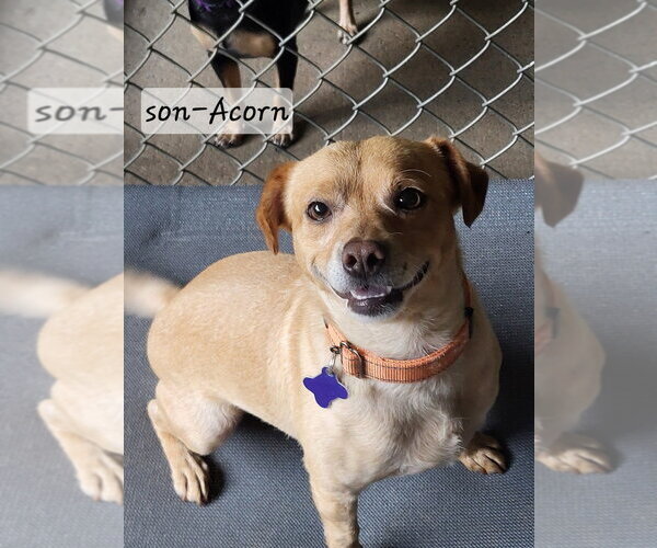 Medium Photo #11 Chihuahua-Unknown Mix Puppy For Sale in Ellijay, GA, USA