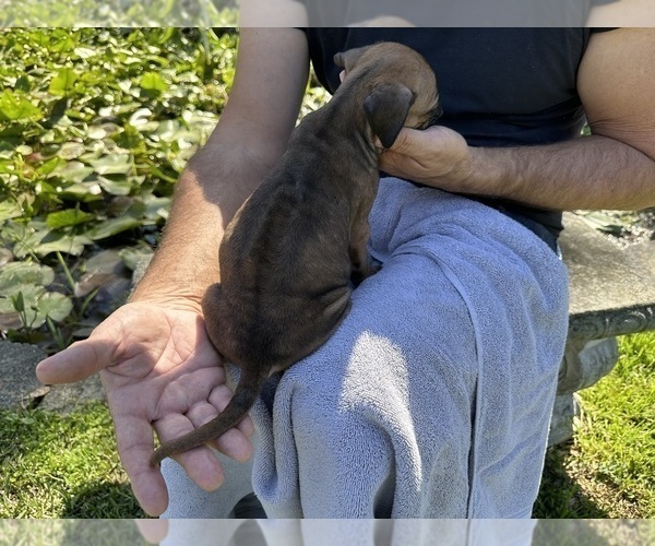 Medium Photo #5 Rhodesian Ridgeback Puppy For Sale in WILMINGTON, NC, USA