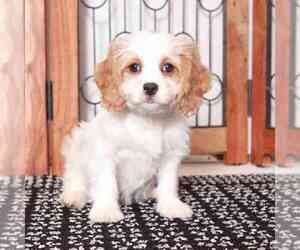 Cavapoo Puppy for sale in NAPLES, FL, USA