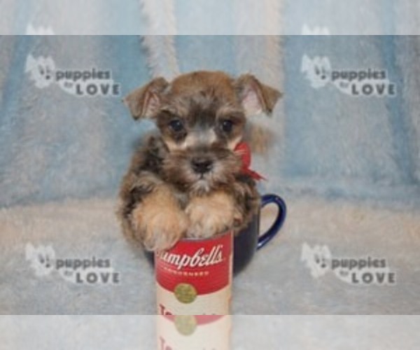 Medium Photo #3 Schnauzer (Miniature) Puppy For Sale in SANGER, TX, USA