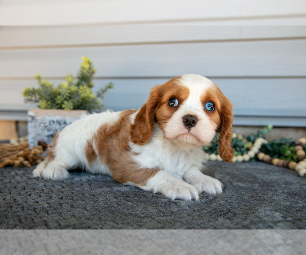 Medium Photo #3 Cavalier King Charles Spaniel Puppy For Sale in MILLERSBURG, OH, USA