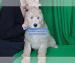 Small #9 Goldendoodle