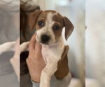 Small #1 American Pit Bull Terrier-Beagle Mix