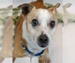 Small #6 Jack Russell Terrier Mix
